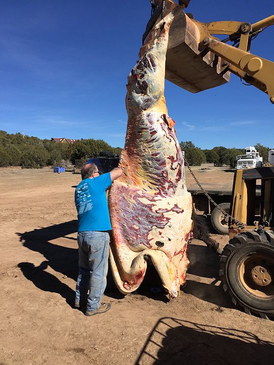 Skinning a buffalo with my Nunavut Skinning knife